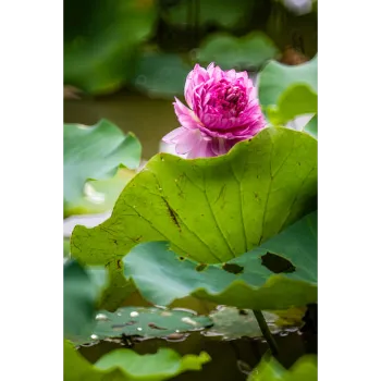 Pink Lotus Flower